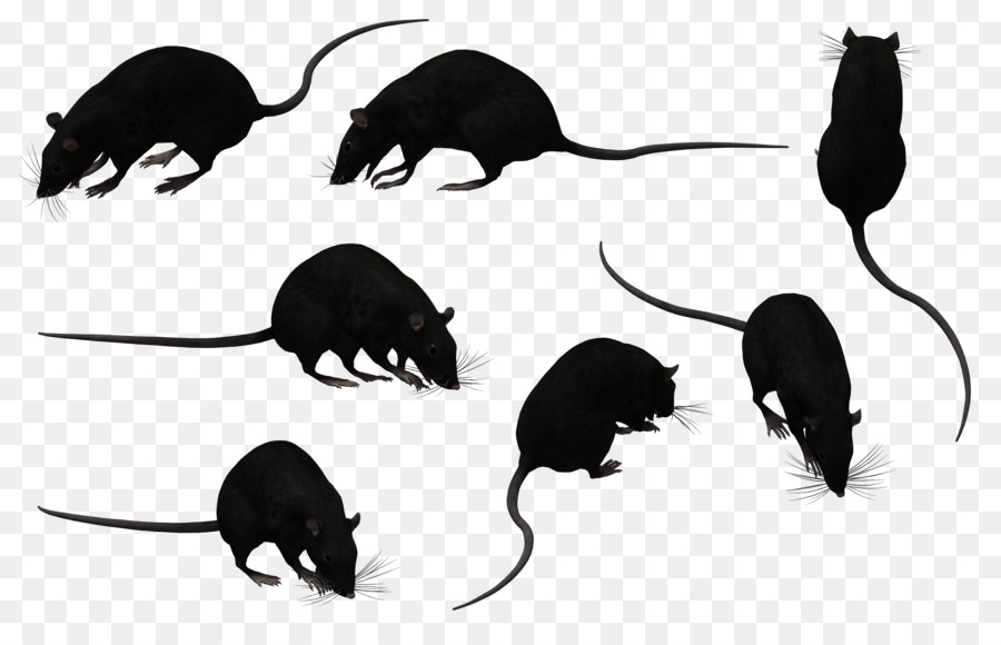 Rat Noir，Murides PNG