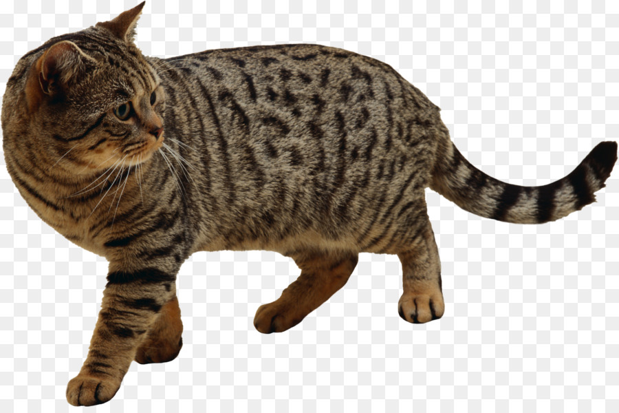 Chat，Animal De Compagnie PNG