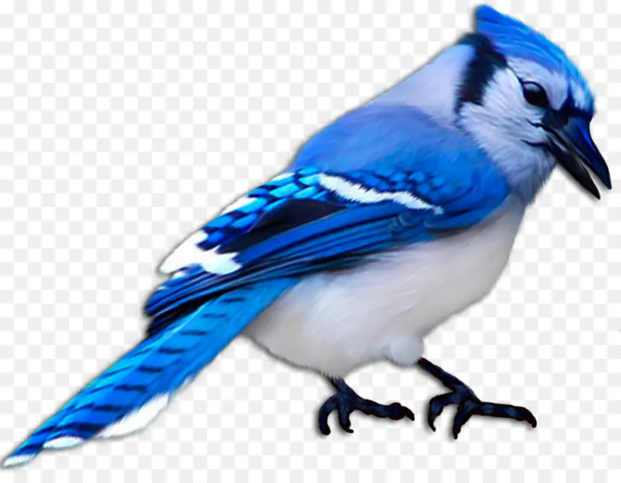 Geai Bleu，Plumes PNG