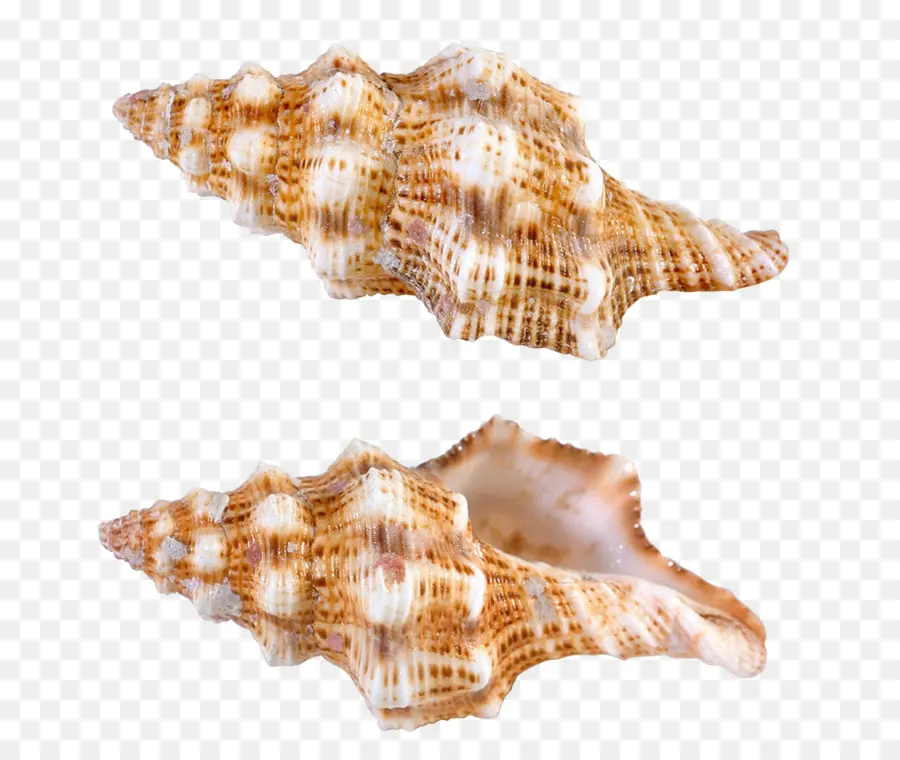 Coquille，Conque PNG