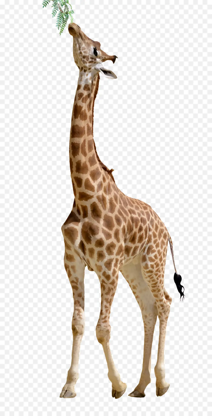 Girafe，Manger PNG