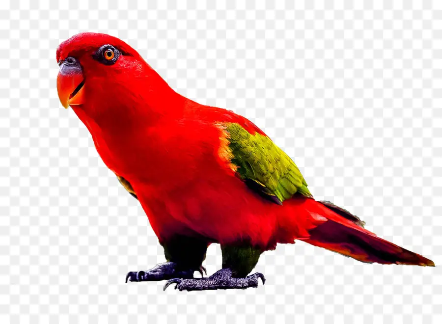 Perroquet Rouge，Plumes PNG