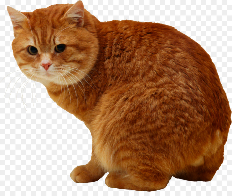 Chat Orange，Félin PNG