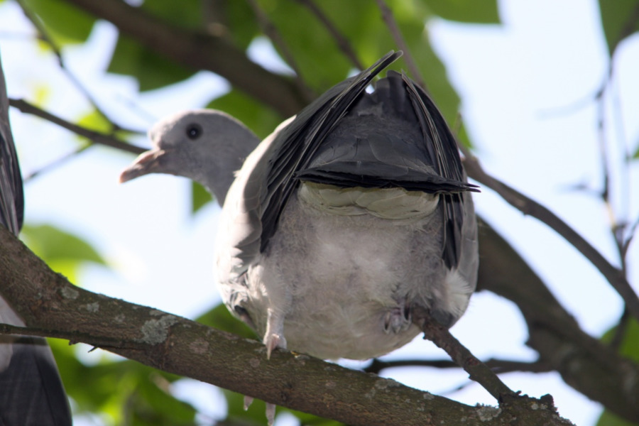 Oiseau，Columbidae PNG