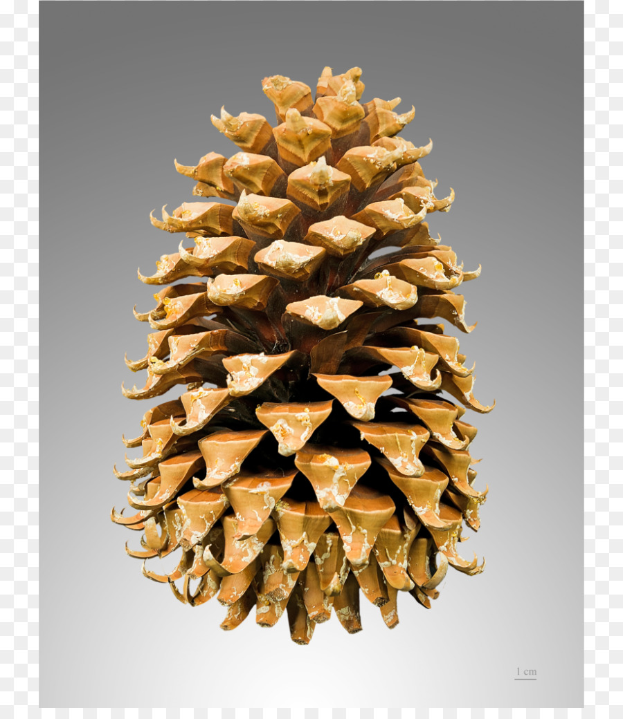 Pin De Coulter，Pinus Contorta PNG