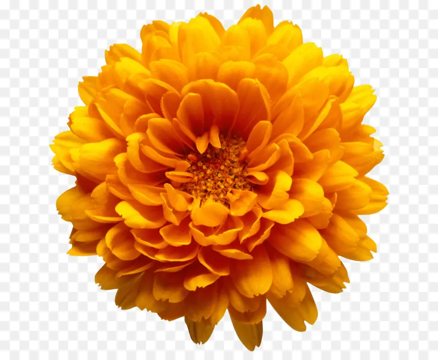 Fleur，Floraison PNG