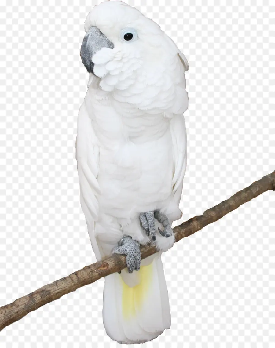Oiseau，Cacatoès PNG