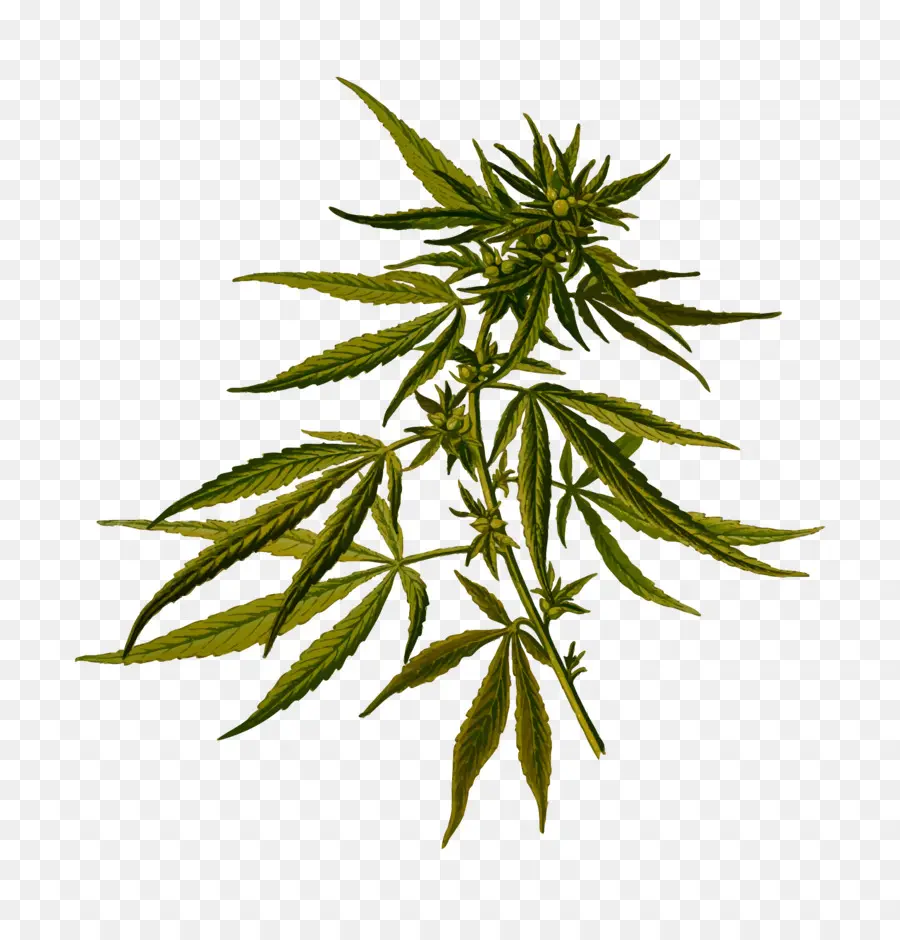 Plante De Cannabis，Feuille PNG