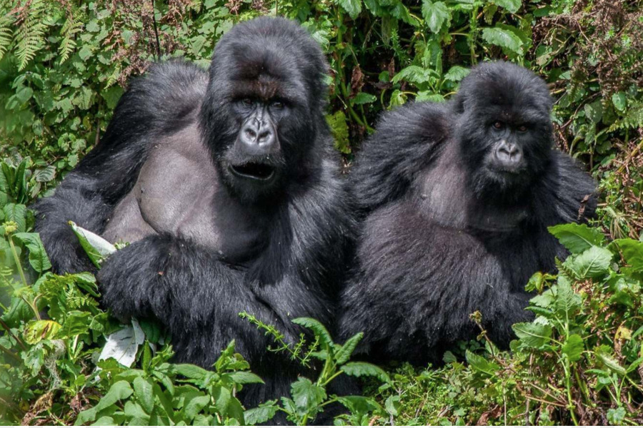 Le Queen Elizabeth National Park，Parc National Impénétrable De Bwindi PNG