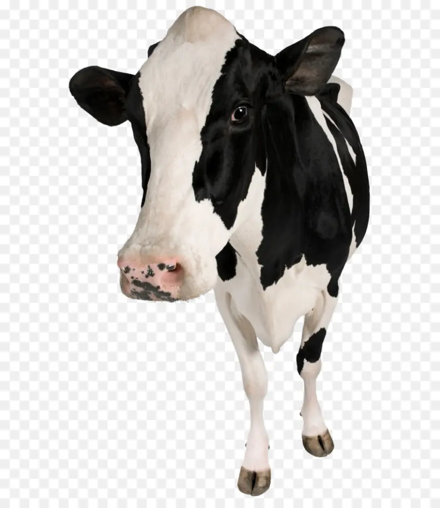 Holstein Friesian Bovins，Veau PNG