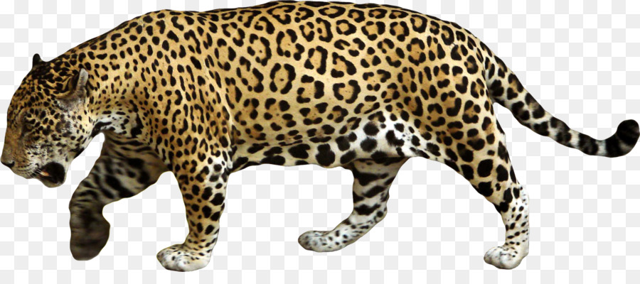 Jaguar，Sauvage PNG