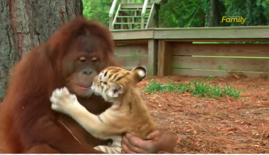 Orang Outan Et Bébé Tigre，Amitié PNG