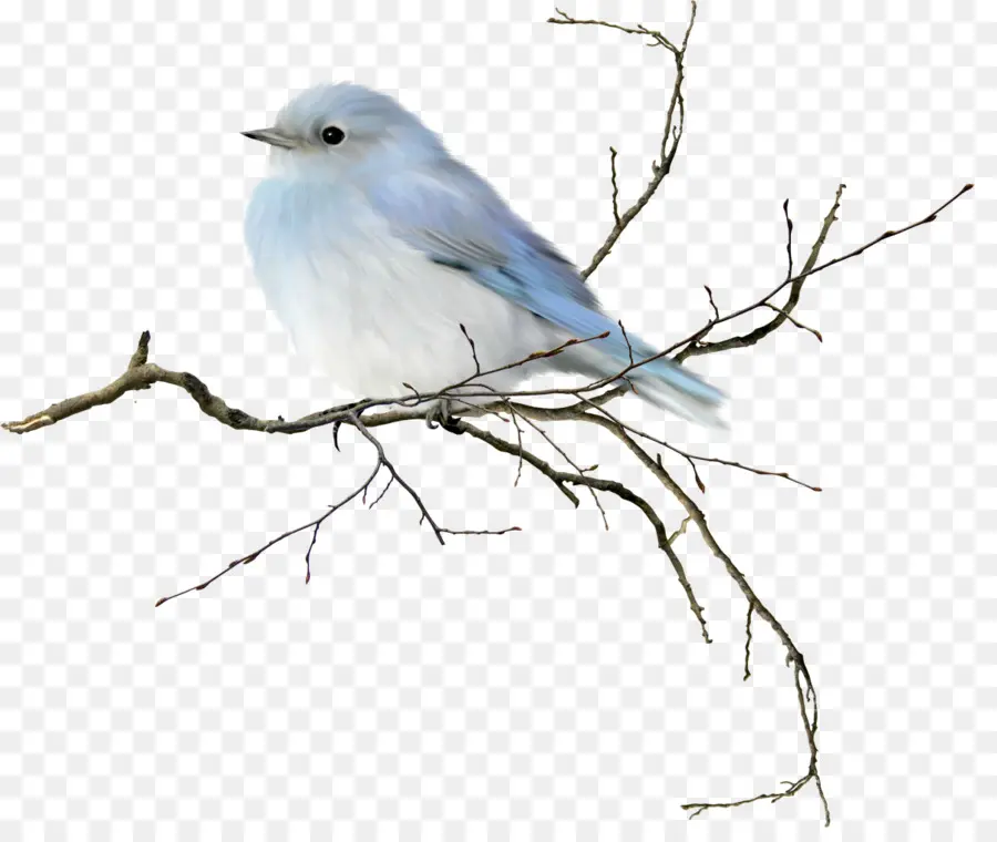 Oiseau，Oiseau Bleu De Montagne PNG