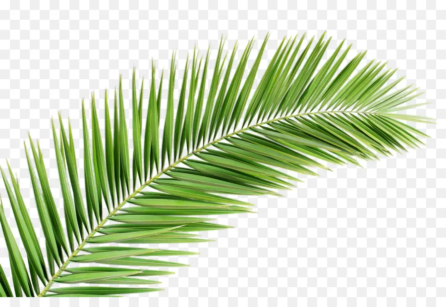 Arecaceae，La Branche De Palmier PNG