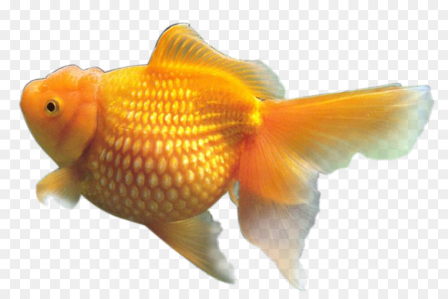 Poissons Tropicaux，Aquatique PNG