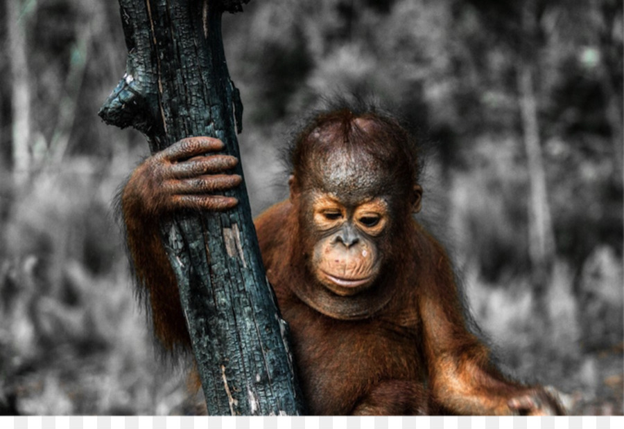 Orang Outan Né，Les Grands Singes PNG