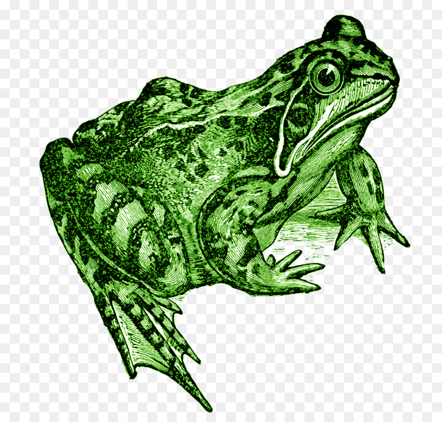 Grenouille，Grenouille Rousse PNG