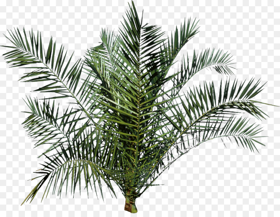 Arbre，Arecaceae PNG