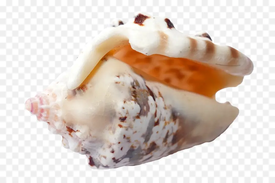 Coquillage，Coquille PNG