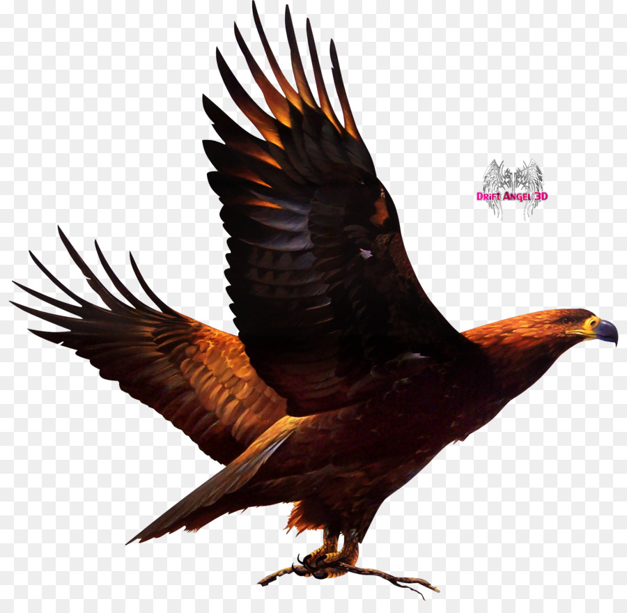 Aigle，Oiseau PNG