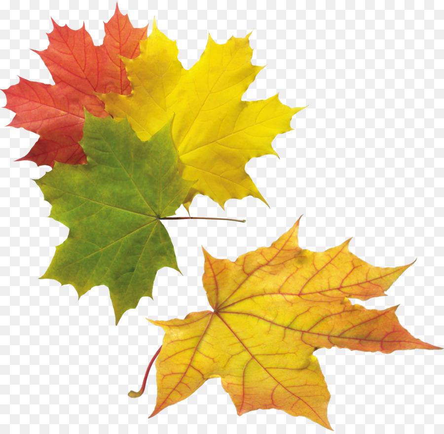 Feuilles D'automne，Automne PNG