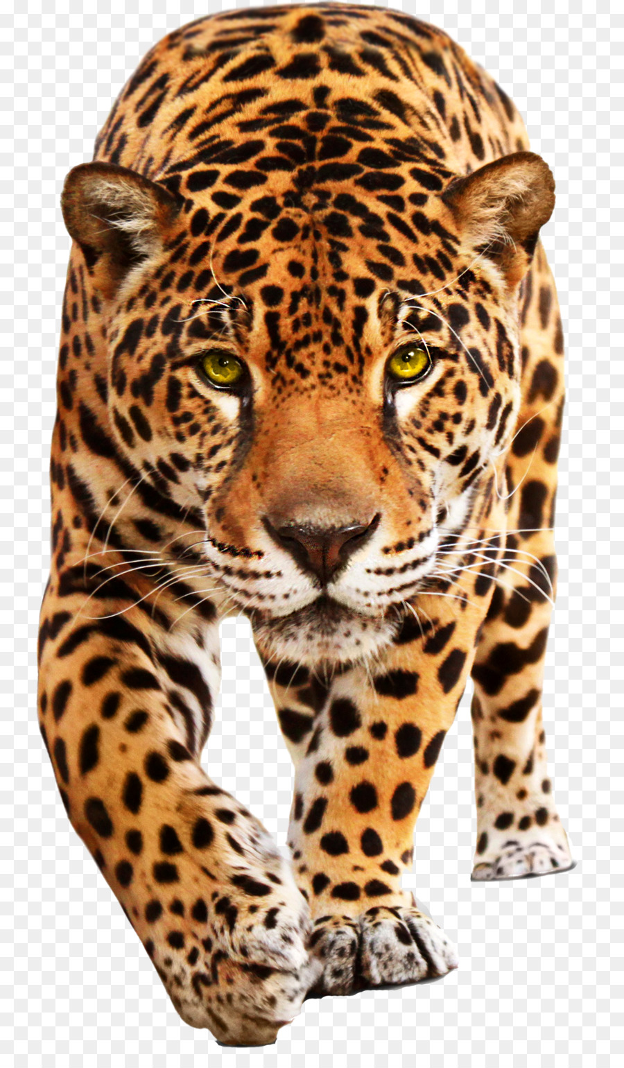 Jaguar Voitures Jaguar Leopard Png Jaguar Voitures Jaguar Leopard Transparentes Png Gratuit