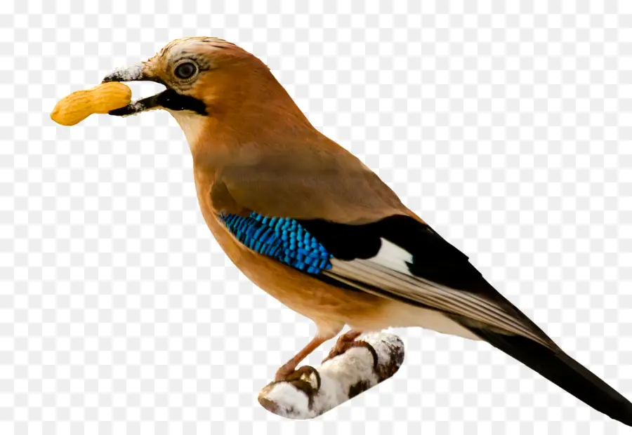 Oiseau，Arachide PNG