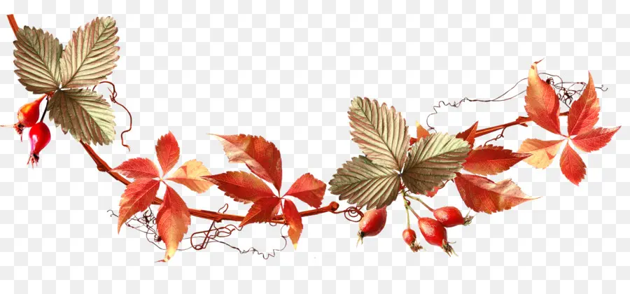 Feuilles D'automne，Feuilles PNG