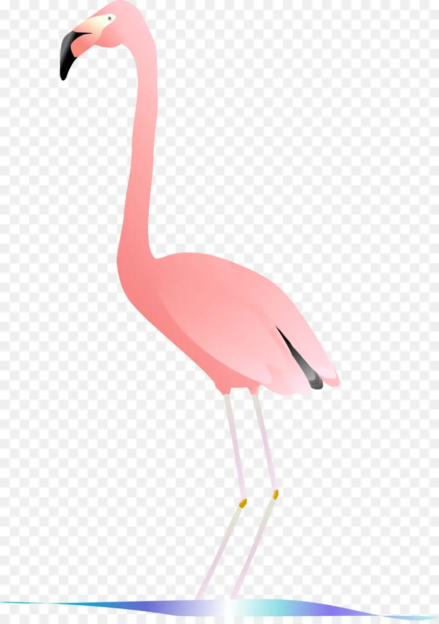 Flamant Rose，Debout PNG