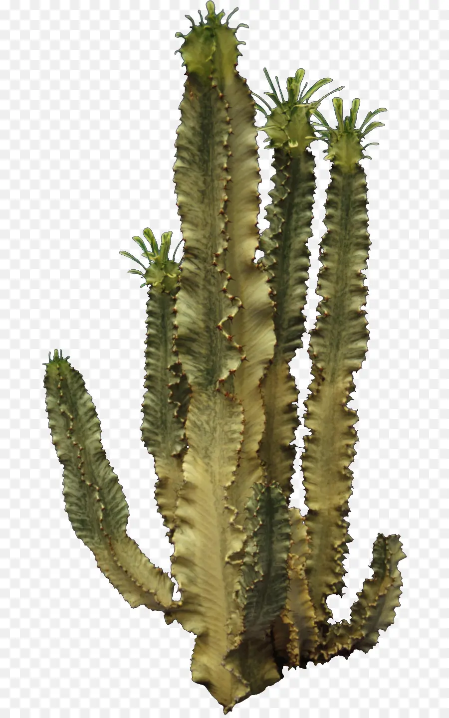 Grand Cactus，Vert PNG