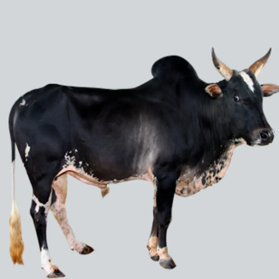 Vache，Noir PNG