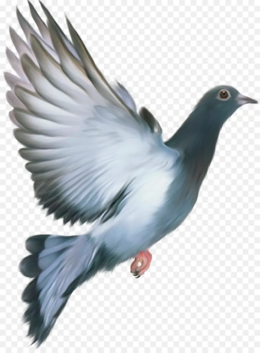 Pigeon Volant，Oiseau PNG