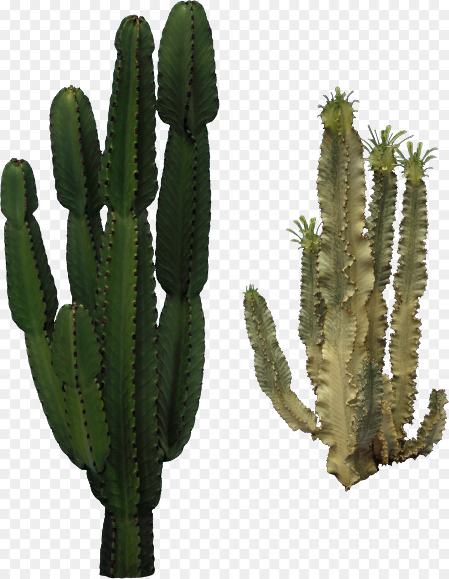 Cactus，Désert PNG