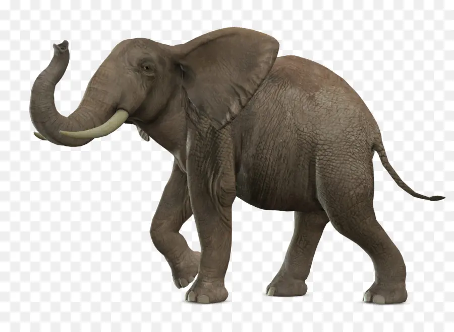 Éléphant De Savane D Afrique，Éléphant D Asie PNG