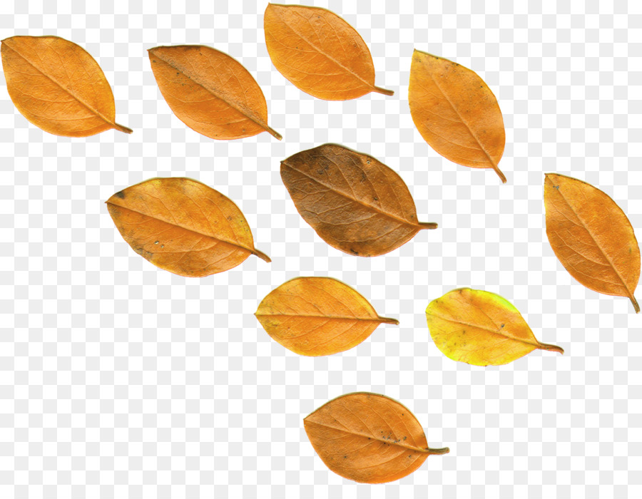 Feuilles D'automne，Automne PNG