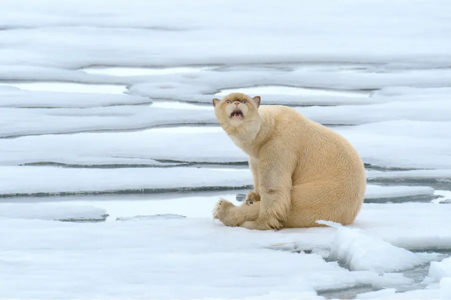 Ours Blanc，Glace PNG