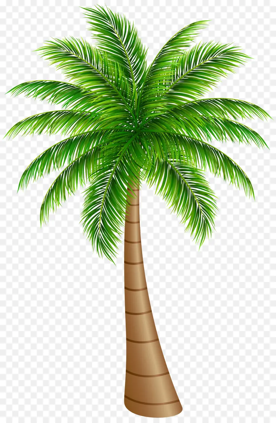 Arecaceae，Arbre PNG