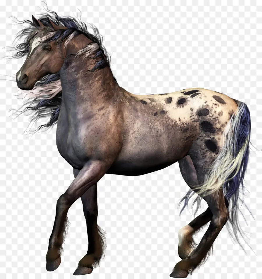 Cheval Gris，étalon PNG