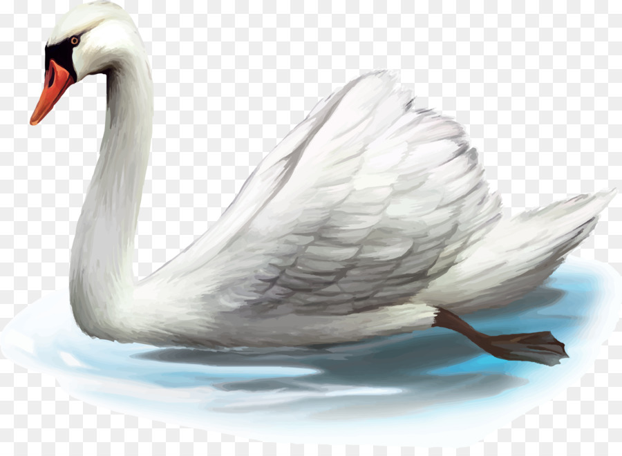 Cygne，Blanc PNG