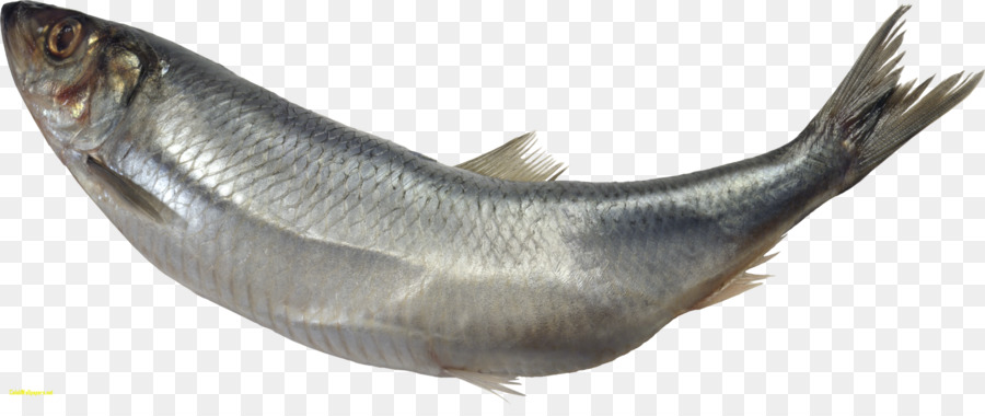 Poisson，Aquatique PNG