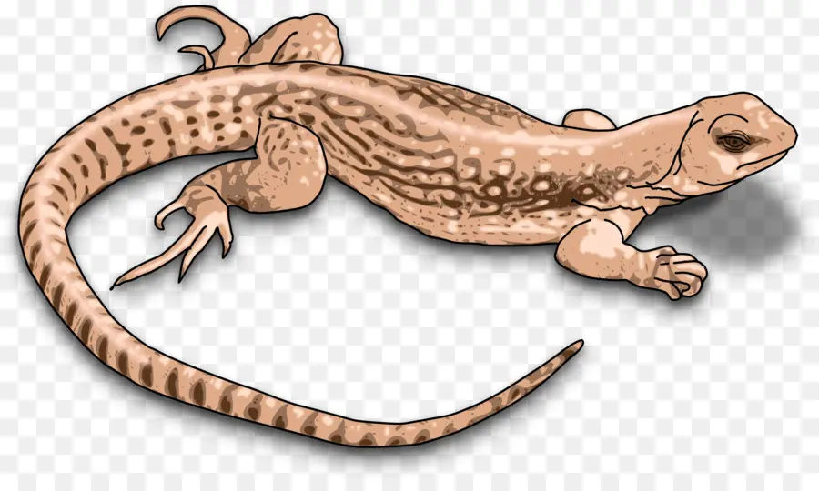 Lézard，Reptile PNG