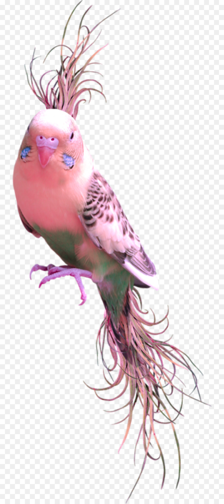 Oiseau，Perruche PNG