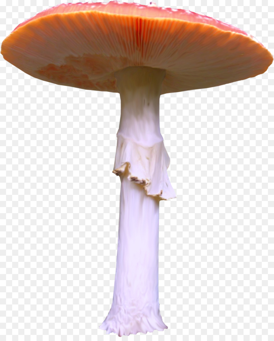 Champignon，Champignons PNG