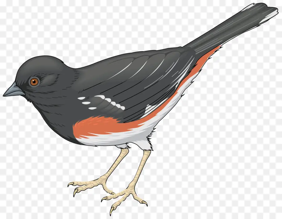 Robin Oiseau，Oiseau PNG