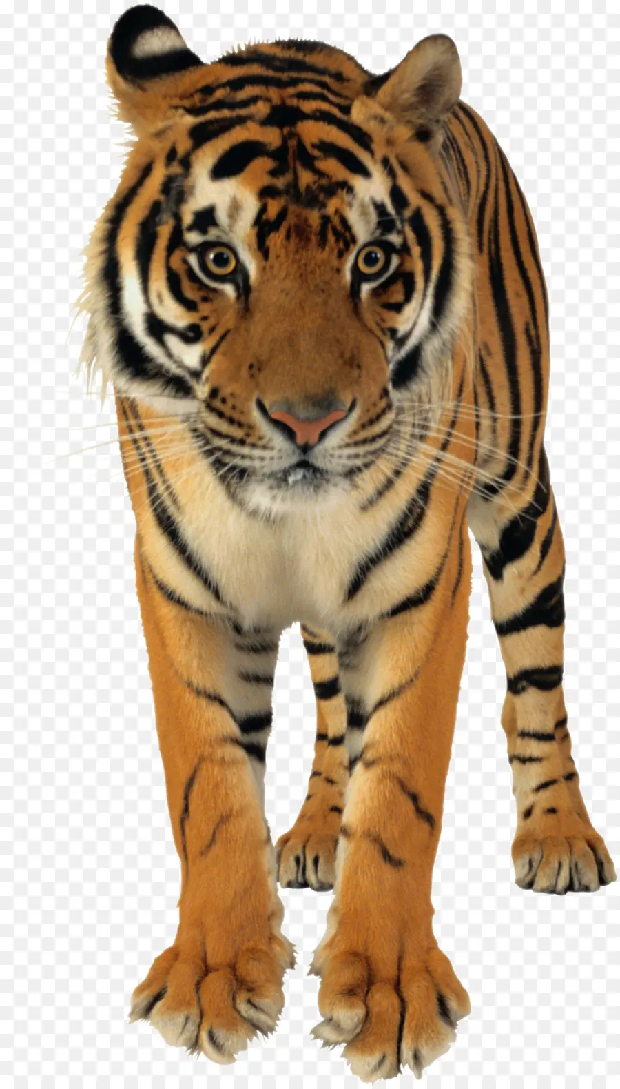 Tigre，Rayé PNG