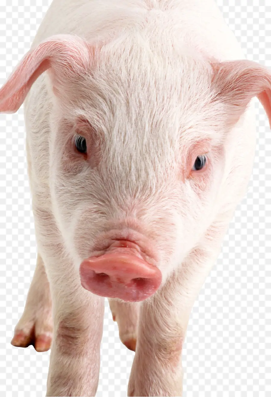 Cochon，Mignon PNG