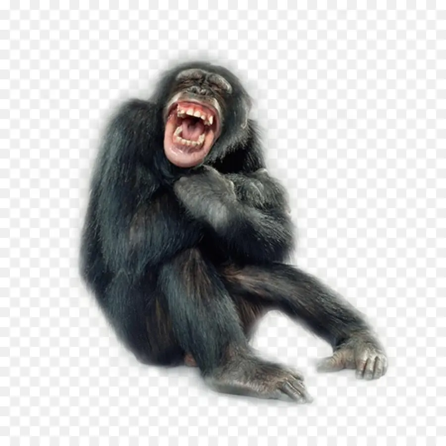 Portraits De Singes，Singe PNG