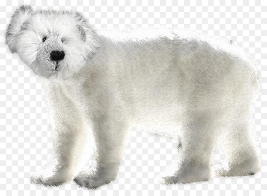 West Highland White Terrier，Ours Polaire PNG