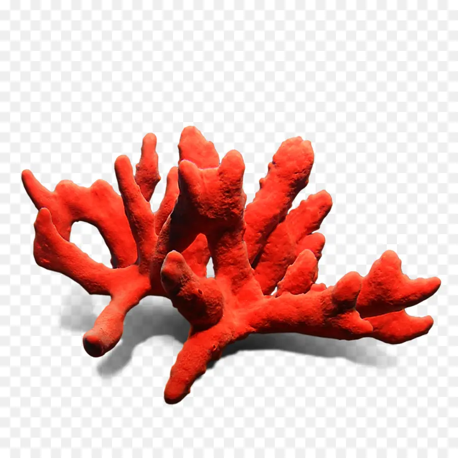 Corail Rouge，Corail PNG