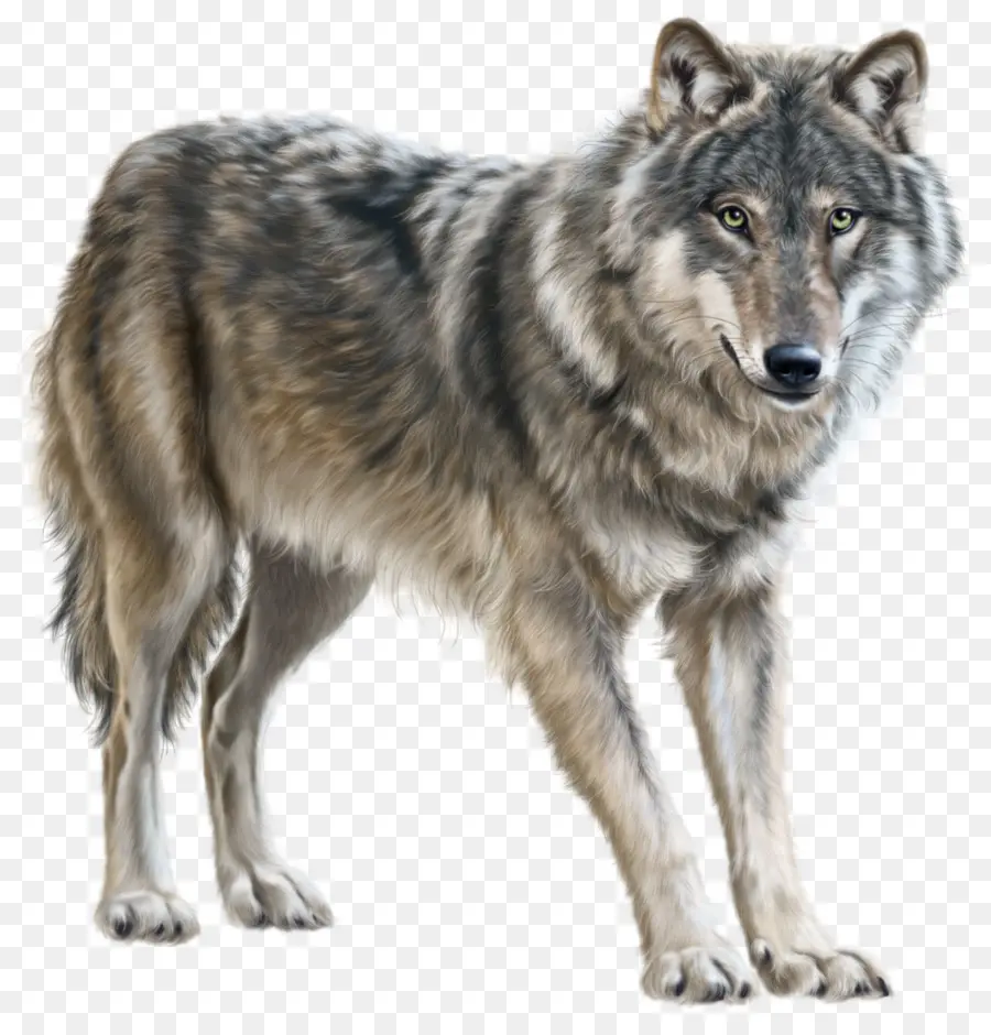 Yukon Wolf，Rasterisation PNG
